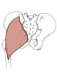 Anatomy Tables Hip Posterior Thigh