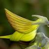 Hummingbirds are attracted to brightly. Https Encrypted Tbn0 Gstatic Com Images Q Tbn And9gcqhmw4cfvvuutfsxyvtf8ikgmdb03tdawsr0dedj2g Usqp Cau