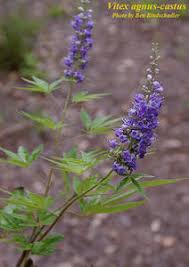 Image result for Vitex sp. A