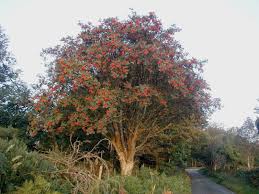 The berries themselves look like elongated raspberries and have an intense sweet flavor. Berries That Grow On Trees The 6 Most Popular Berry Trees