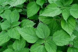 Image result for Barleria boehmii