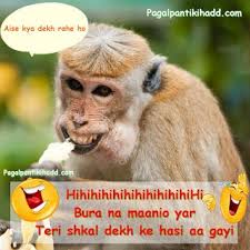 There are many ways to make someone laugh; Whatsapp Dp Funny Monkey Images Novocom Top