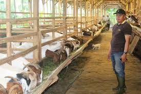 Kandang kambing domba bisa terbuat dari bahan kayu, bambu, besi maupun baja ringan, tidak ada bahan yang paling bagus, adanya adalah versi bagus menurut budget banyak pencahayaan pada atap kandangnya sehingga sinar matahari bisa maximal masuk ke dalam area kandang. Melihat Peternakan Kambing Boer Asal Afrika Di Desa Ngrimbi Jombang