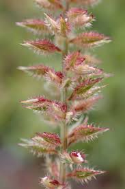 Image result for Tragus pedunculatus