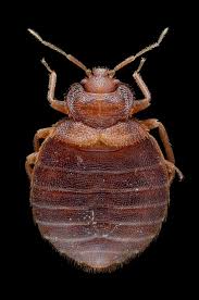 interviewing the country s preeminent bed bug lawyer bed bugs bed bugs pictures bed bug bites