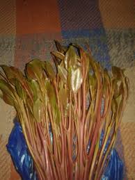 Khat contains the alkaloid cathinone, a stimulant, which is said to cause excitement, loss of appetite, and euphoria. Ø¹Ø¨Ø¯Ø§Ù„Ø­ÙƒÙŠÙ… Ù„Ø¨ÙŠØ¹ Ø§Ø¬ÙˆØ¯ Ø§Ù†ÙˆØ§Ø¹ Ø§Ù„Ù‚Ø§Øª Ø§Ù„Ø­Ø¯Ø§ÙŠ ÙˆØ¹Ù…Ø±ÙŠ Home Facebook