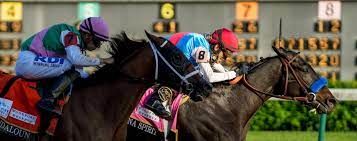 Some like experimenting with food, some just enjoy working or watching a movie on their laptop there. Slideshow Meet The 2021 Preakness Stakes Contenders America S Best Racing