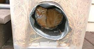 Pin By Lisa Brown On Great Ideas Outdoor Cat Shelter Feral Cat Shelter Outdoor Cats