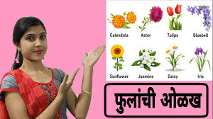 All flowers name in marathi with pictures. Flowers Name In English And Marathi Flowers With Pictures Fulanchi Nave Kids Kids Educational Video Youtube