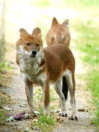 Dhole Wikipedia The Free Encyclopedia Endangered Animals Rare Animals Wild Dogs