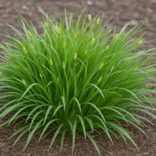 Image result for Carex brassii