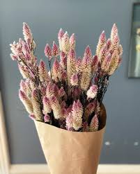 Pin On Backyard Flowers
