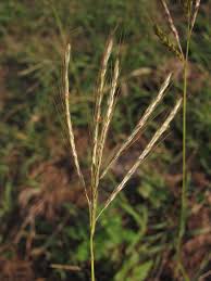 Image result for Bothriochloa