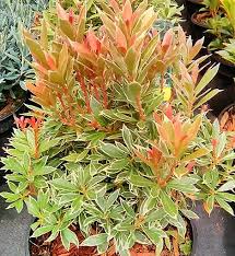 Image result for Pieris japonský little heath obrázek