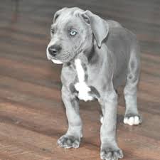 Which led us to starting www.northern_nutrition.com which allows us to really promote & educate families of all pets to feed and provide excellent quality nutrition to our pets (and humans) ensuring longevity and health in those we love! Blue Great Dane Puppy 636545 Puppyspot