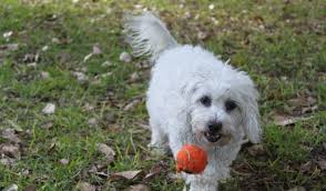 Hours, address, valley view mall reviews: Best Moodle Breeders In Australia Top 3 Picks The Dogs Journal