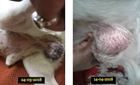 Image result for scrotum dog skin peeling