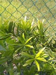 Image result for Cleistanthus polystachyus