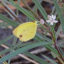 Image result for Pycreus nitidus