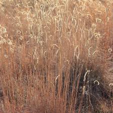 Image result for Ctenium