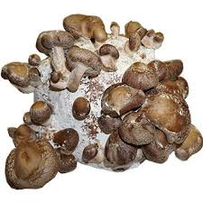 Hawlik Pilzbrut I Bio Shiitake Kultur Zum Selber Zuchten I Kinderleicht Anbauen Und Ernten Gross Pilze Selber Zuchten Pilze Zuchten