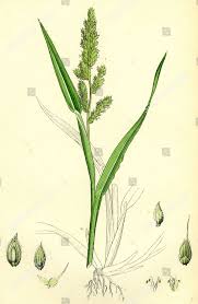 Image result for Echinochloa