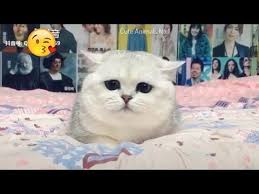 Cute Animals No 1 Youtube In 2020 Cute Cat Gif Cute Animals Cute Baby Cats