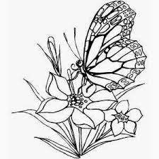 Ok google gambar flora dan fauna. 80 Gambar 2 Dimensi Flora Dan Fauna Paling Hist Gambar Pixabay