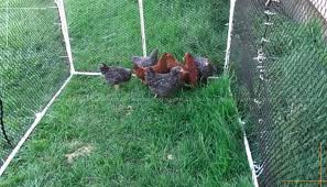 Selain dari judi ayam sendiri, bahwa sebuah agen club388 sabung ayam yang aman digunakan. Peduli Ayam Sabung Ayam Peru Yg Tidak Kalah Seru