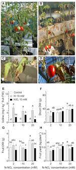 Frontiers Tomato Fruits A Good Target For Iodine Biofortification Plant Science