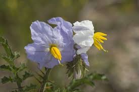 Image result for Solanum sisymbriifolium