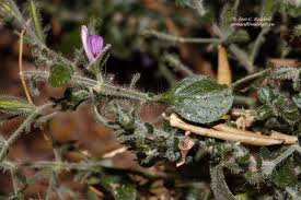 Image result for Brillantaisia pubescens