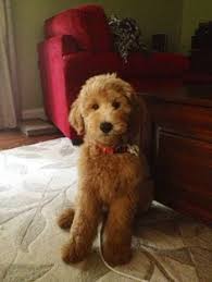 Common doodle haircuts and styles. Goldendoodle Haircuts