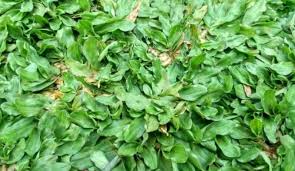 Nama lain latin rumput gajah mini adalah pennisetum purperium schamach.perawatan rumput gajah mini ini sangat mudah sekali. Metode Pelaksanaan Penanaman Rumput Gajah Mini Faunadanflora Com