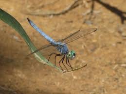 Black And Yellow Dragonfly California Pond Hawk Aquatic Park Paradise Heather Hacking Aquatic Northern California Pond
