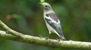 ∙ promo pengguna baru ∙ kurir instan ∙ bebas ongkir ∙ cicilan 0%. Apa Yang Anda Ketahui Tentang Burung Jalak Sutra Sturnus Sturninus Hewan Peliharaan Dictio Community