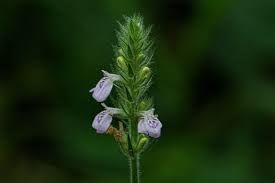 Image result for Justicia nyassana