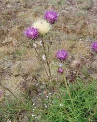 Image result for Eschenbachia gouanii