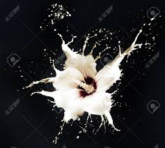 We offer an extraordinary number of hd images that will instantly freshen up your smartphone or computer. White Flowers With Milk Splash On Black Background Stock Photo Picture And Royalty Free Image Image 14928414