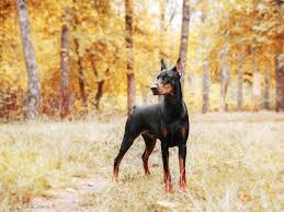 Kleclerc1986 spring hill, fl 34610: The Most Popular Dog In Every State