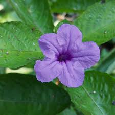 Image result for Ruellia praetermissa