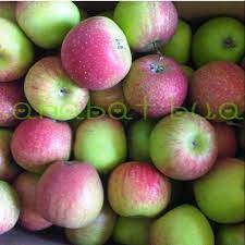 Gambar sketsa buah buahan (apel). Buah Apel Malang Fresh Shopee Indonesia