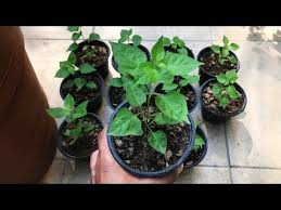 Cuidados Del Chile Piquin O Chiltepin Huerto Urbano Villarreal Youtube