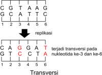 Penyebab mutasi sukar untuk diamati karenaâ€¦ *. Finish Well Un Biologi Peristiwa Mutasi
