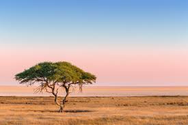 Image result for Acacia afra
