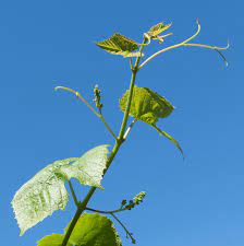 A rhizome is a modified stem that grows horizontally underground and has nodes and internodes. Aerial Stem Modification Wikipedia