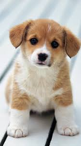 Best hd wallpapers of animals, desktop backgrounds for pc & mac, laptop, tablet, mobile phone. Background Cute Animals Wallpaper Enwallpaper