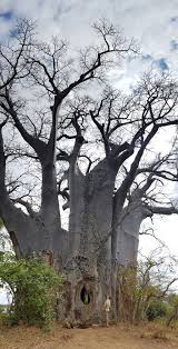 The large flowers are white, tinged with … 9 Fascinating Baobab Tree Facts Africa Geographic