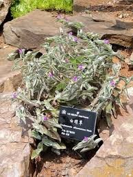Image result for Tradescantia sillamontana