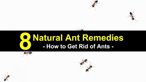 8 natural ways to get rid of ants